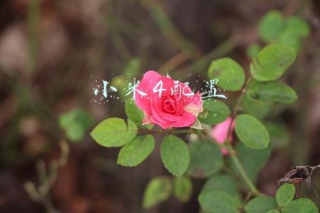 小米平板4(小米平板4评测：这一千块花得也太值了)