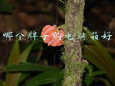 哪个牌子的电烤箱好