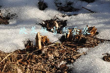 欧莱雅雪颜套装