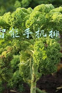 千元智能手机排行榜2013