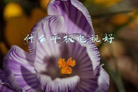 平板电视和液晶电视哪个好(平板电视选购之等离子电视与液晶电视哪个好)
