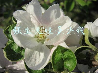 强生美瞳多少钱