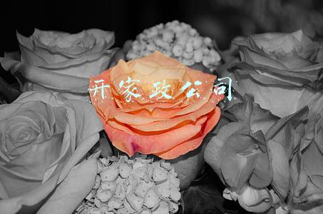 开家政公司