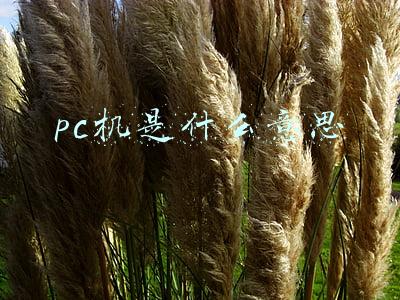 pc机含义(历年计算机二级MS-Office真题及答案 第一部分)