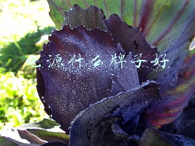 电源什么牌子好