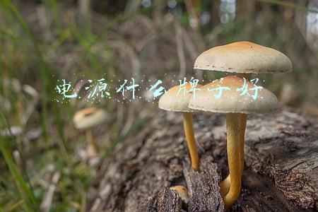 电源什么牌子好