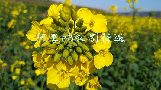 阿里p8年薪大概多少(一个阿里P8，一年到底能挣多少钱？)