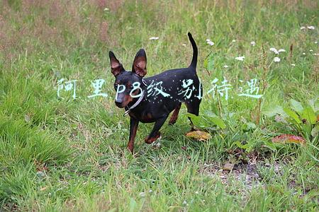 阿里p8级别待遇