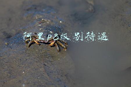 阿里p8级别待遇