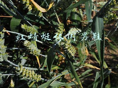 红蜻蜓运动休闲男鞋(成都2批次皮鞋不合格 “红蜻蜓”男鞋甲醛超标上黑榜)