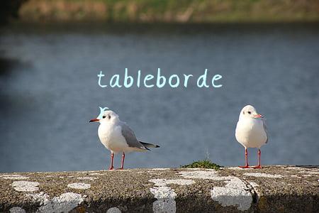 tableborder
