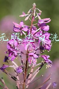 旁氏无暇透白洗面奶
