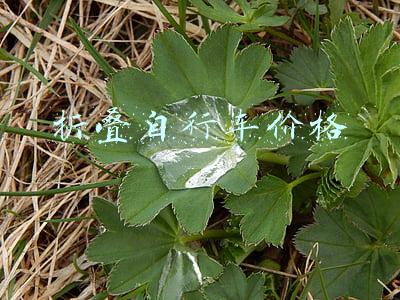 折叠自行车价格