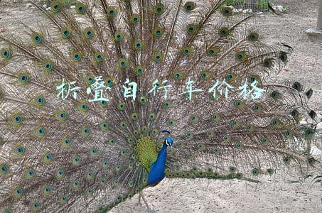折叠自行车价格
