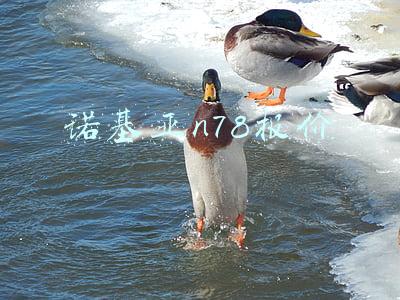 诺基亚n78报价