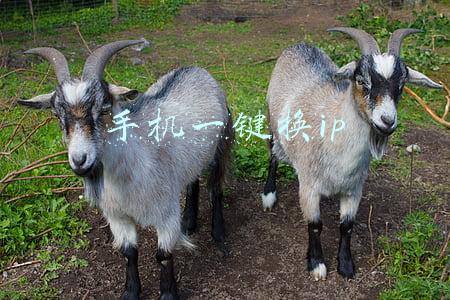 芝麻代理 一键换ip(互联网新职业“做号大军”：月入上万)