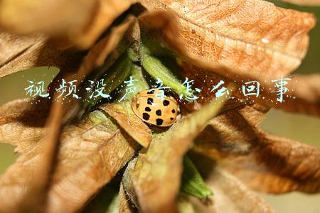 苹果看朋友圈视频没声音怎么回事(苹果iOS 15操作系统遭遇问题：播放Instagram 故事没有声音)