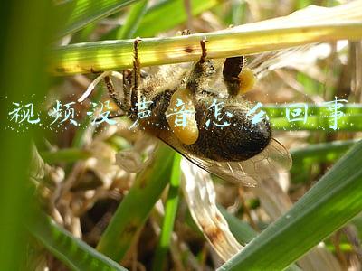手机刷视频没声音怎么回事(别用手机自带麦克风 这三种方法帮你改善vlog声音质量)
