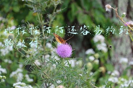 探探和陌陌哪个好(陌陌续命稻草，“约会”软件探探的红与黑)