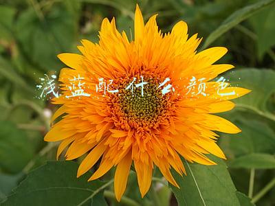 浅蓝配什么颜色