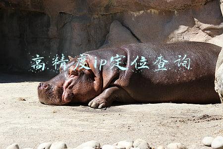 高精度ip定位查询