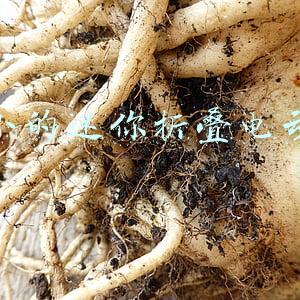 箱包式迷你折叠电动车(实测哈啰电动车A80探索版：一辆带你行走的聪明“小神兽”)