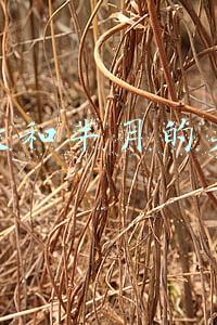 嬴政和芈月的关系
