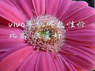vivo手机哪款性价比高 质量好5G(盘点vivo2021年性价比最高的两款手机)