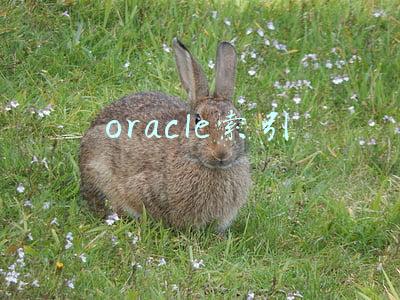 oracle索引