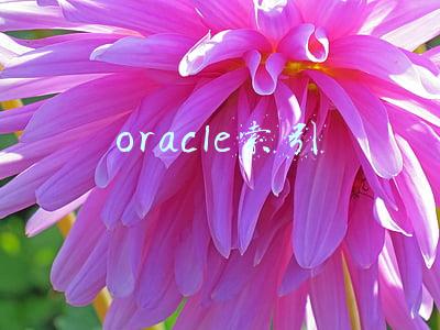 oracle索引