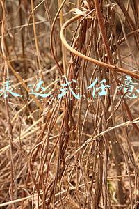 正则表达式任意字符