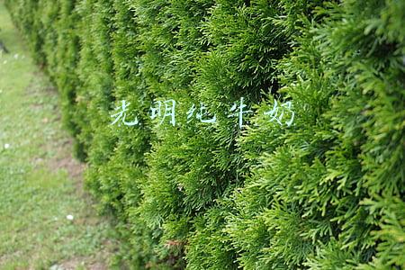 光明纯牛奶