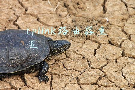 tplink路由器重置