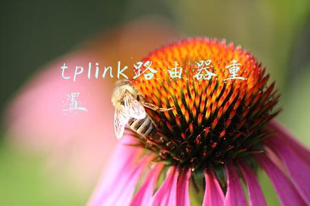 tplink路由器重置