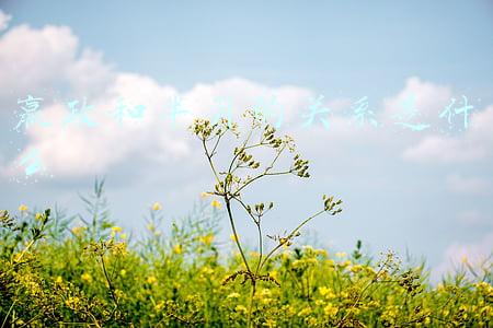 芈月(芈月的人生：一直在准备，一直在努力，一直在寻找机会)