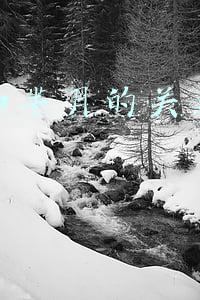 嬴政和芈月的关系是什么