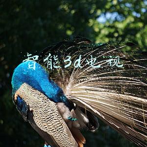 智能3d电视