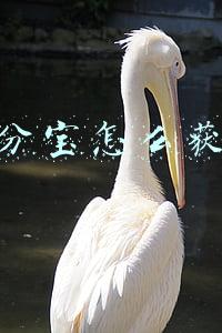 集分宝怎么获得
