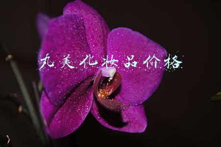 丸美化妆品价格