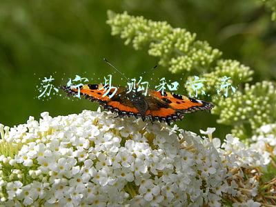 苏宁易购和京东