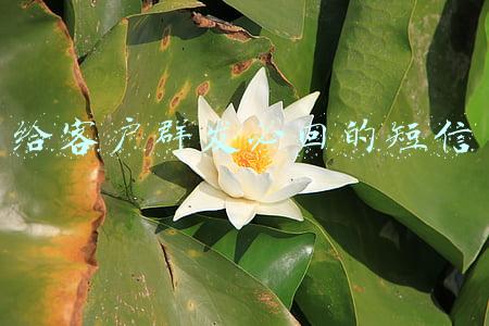 给客户群发必回的短信