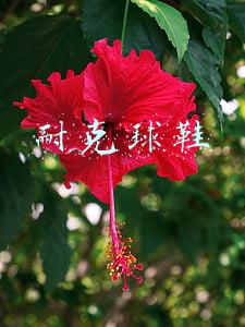 耐克球鞋系列(耐克新品合集！Jordan太敷衍，LBJ19科技感强，KD14被配色拯救？)