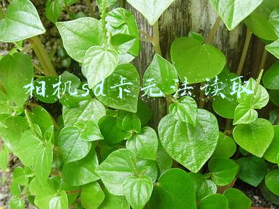相机sd卡无法读取