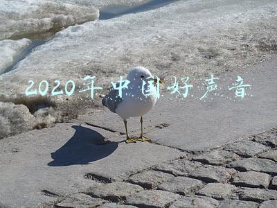 2020年中国好声音