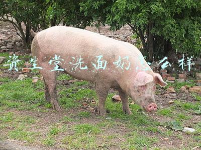 资生堂洗面奶怎么样