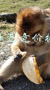 什么是竞价排名