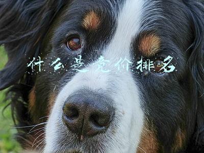 竞价排名(湖北搜狗关于竞价排名这个问题)
