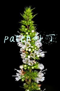 patch补丁