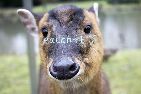 patch补丁下载(《消逝的光芒2》将有首日补丁 PS5版需下载31GB)