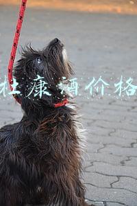 杜康酒价格大全图片(中秋杜康酒打折吗？2016中秋节最新杜康酒价格表和图片查询)